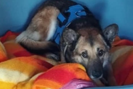 Alerta de Desaparición Perro cruce Macho , 7 años Montmirail Francia